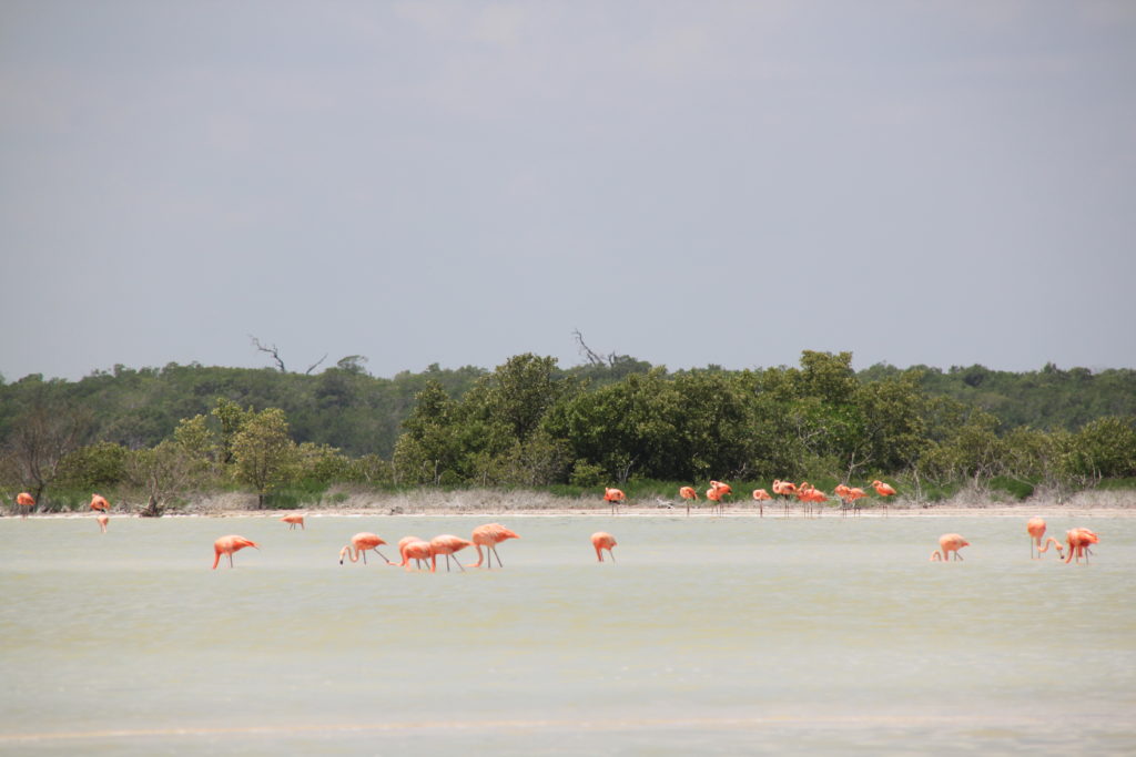 Rundreise Yucatan - Rio Lagartos Flamingos